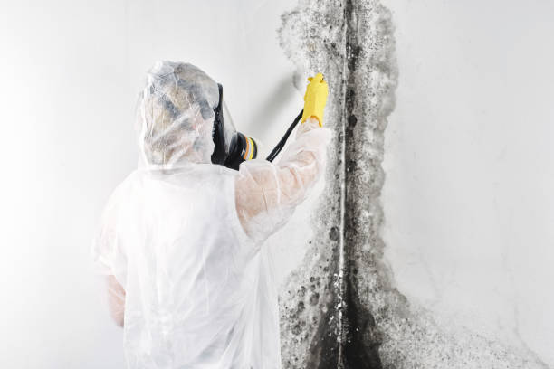 Best Professional water damage repair  in Comstock Northwest, MI